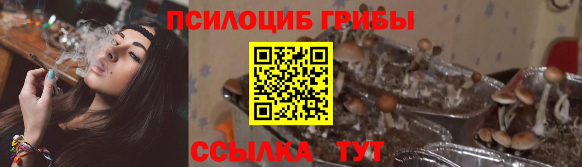 Галлюциногенные грибы Psilocybe  Вход с VPN  Мегион 